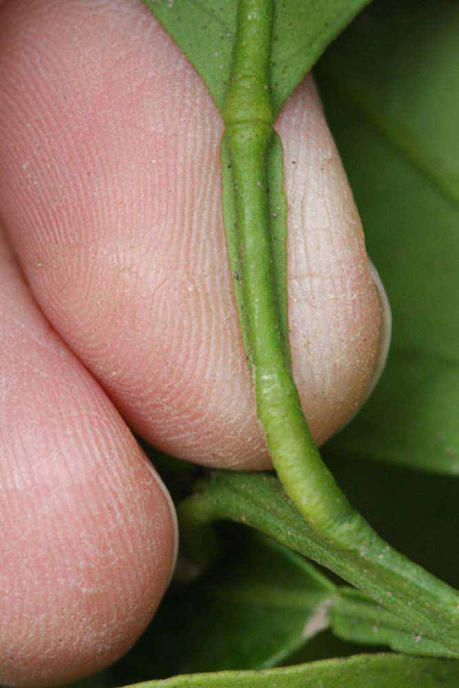              Petiole (Riverside, CA)       